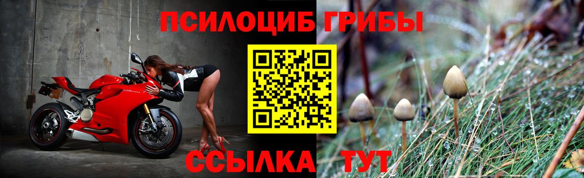 Галлюциногенные грибы Psilocybe Салават